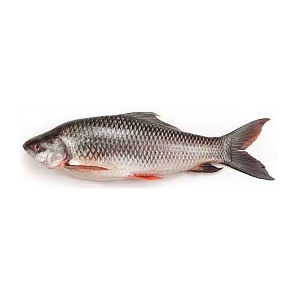 Rahu Fish, 1 KG (Gross Weight)