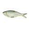 Palla Fish, 1 KG (Gross Weight)