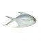 Safaid Paplet Fish (White Pomfret), 1 KG (Gross Weight)