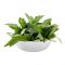 Basil (Tulsi) Leaves Local 80g (Approx)