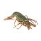 Green Lobster, 1 KG (Gross Weight)