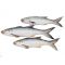 Rawas (Indian Salmon), 1 KG (Gross Weight)