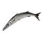 Safaid Kund (White Barracuda), 1 KG (Gross Weight)
