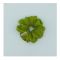 Sandeela Silk/Chiffon Classic Scrunchies Parrot Green, M03-02-1118