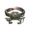 Mud Crab, 1 KG (Gross Weight)