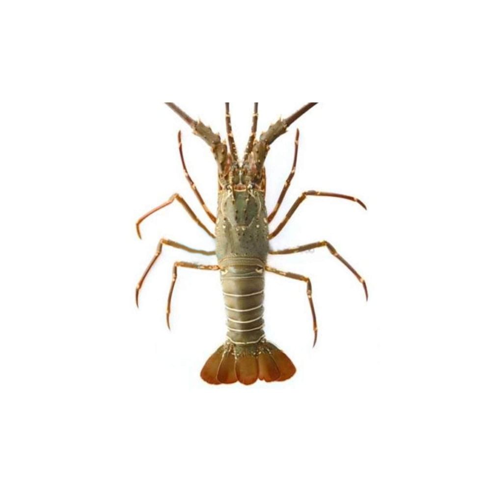 Green Lobster, 1 KG (Gross Weight)