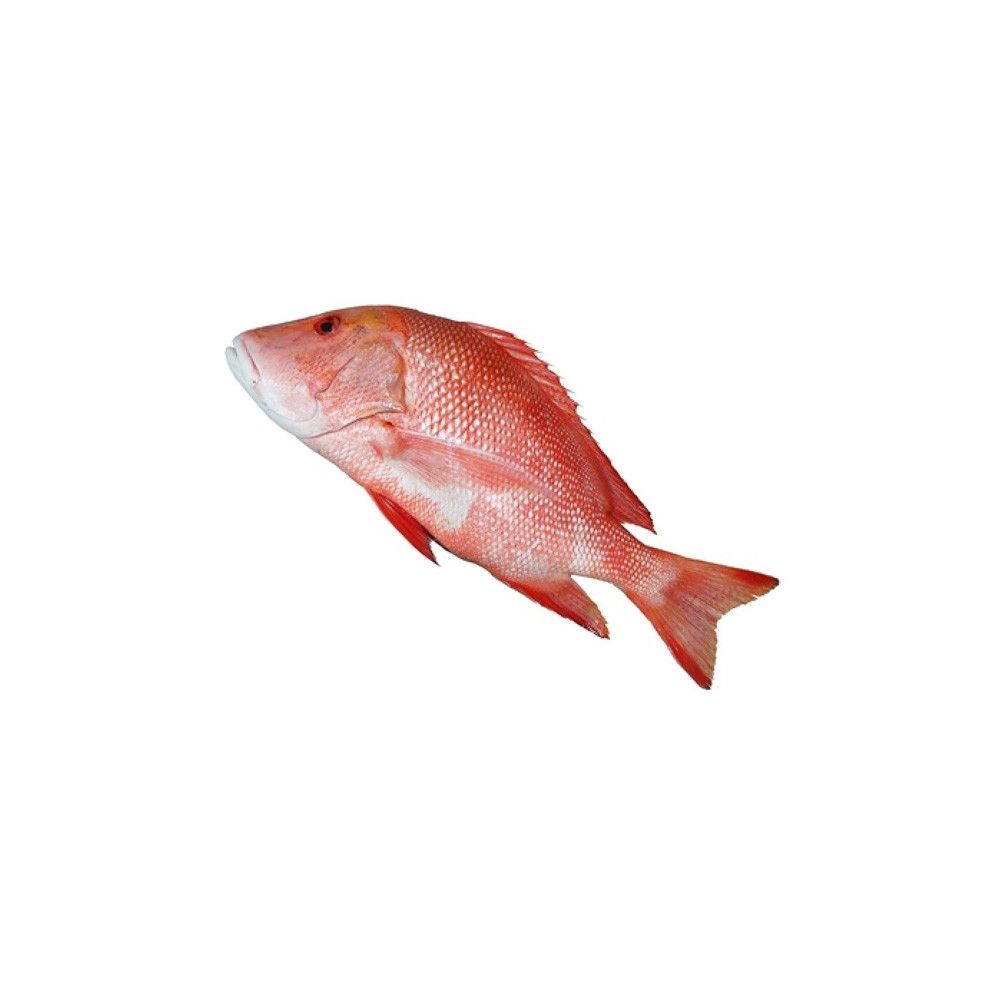 Heera Fish (Red Snapper) 1 KG (Gross Weight)